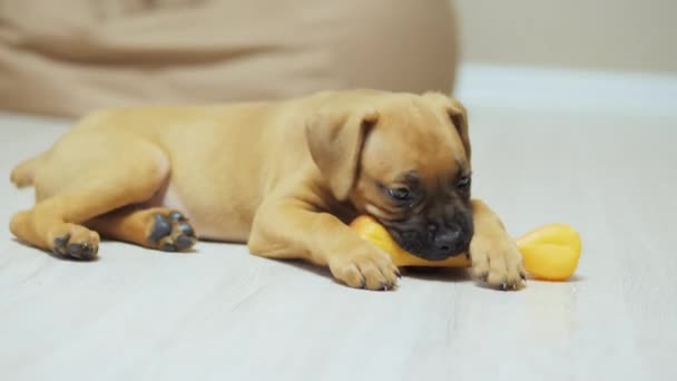 Cachorro divertido boxeador alemán juega con hueso de juguete, mastica — Vídeo de stock