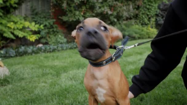 可爱的德国小拳击手小狗叫着，狗生气了，动作缓慢 — 图库视频影像