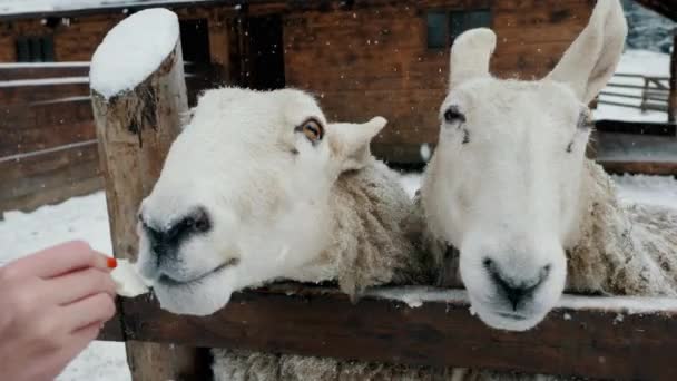 Duas ovelhas engraçadas imploram por comida, fazenda de gado no inverno sob nevasca. — Vídeo de Stock