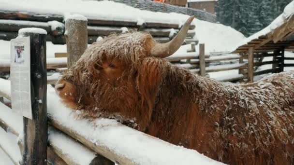Engraçado escocês vaca highland em um gado paddock implora por comida saindo língua, neve e inverno nas montanhas — Vídeo de Stock