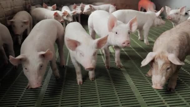 Молоді маленькі свині на фермі в свинячому погляді в камеру і нюху . — стокове відео