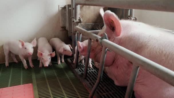 Группа молодых поросят на ферме в свинарнике, возле большой свиноматки. — стоковое видео