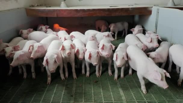 Cerditos jóvenes en una granja en una pocilga miran a la cámara y huelen. — Vídeos de Stock