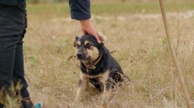 Çoban çobanın köpeğini okşar, koyun sürüsünü otlatmaya yardım eder.
