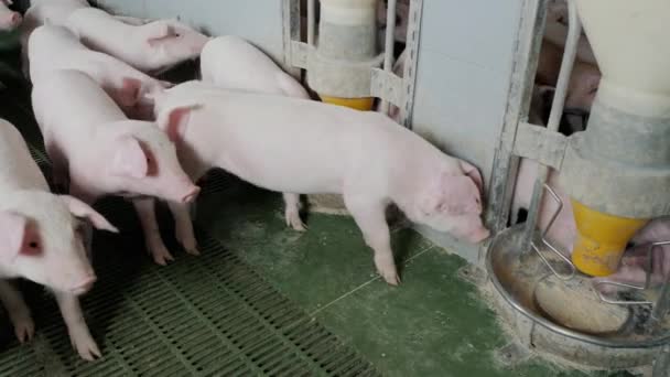 Cerditos jóvenes en una granja en una pocilga comen comida del comedero — Vídeos de Stock