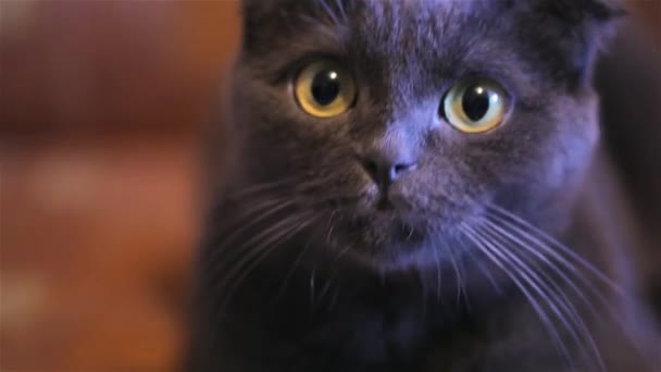 Gato mirando sorprendido — Vídeo de stock