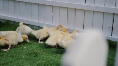 Bir grup tüylü sarı ördek yavrusu, beyaz çitli bir alanda yeşil bir çimenlikte yavaş çekimde birlikte koşuyor ve neşeli ve sevimli bir çiftlik sahnesi yaratıyorlar.