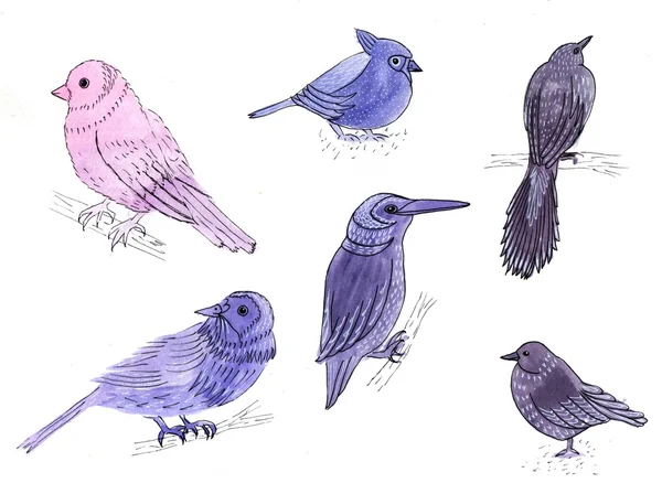 Un ensemble de six dessins oiseaux . — Photo