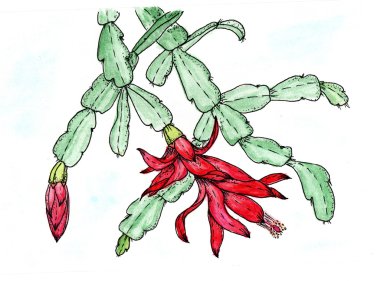 Beyaz arka plan üzerinde sulu boya Zigokaktus Schlumbergera Decembrists çiçek