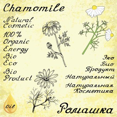 Chamomile . Vector set of 3 drawing and hand-lettering clipart