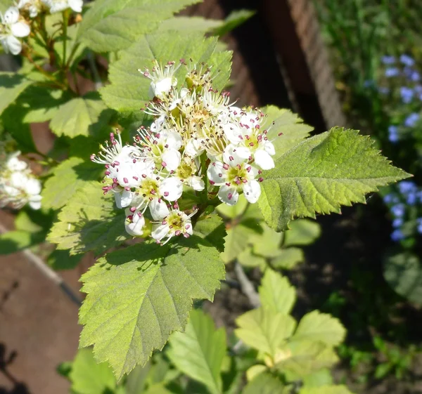 Espino, Crataegus monogyna rama con flores —  Fotos de Stock