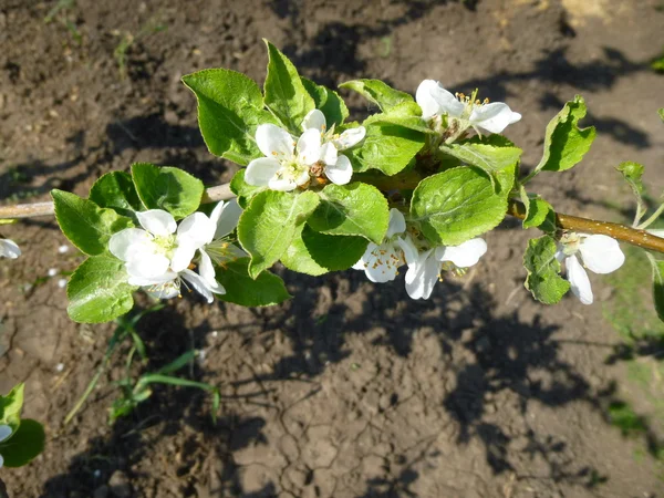 Manzana flor sobre fondo de la naturaleza —  Fotos de Stock