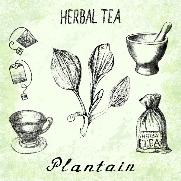 Plantain herbal tea. Set of vector elements on the basis hand pencil drawings. — Stock Vector