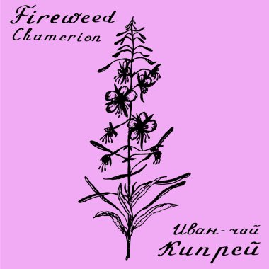Cyprus angustifolia, Willow herb, Chamerion angustifolium, fireweed botanical illustration clipart