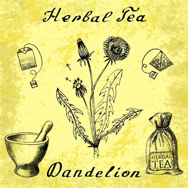 Dandelion botanical illustration — Stock Vector