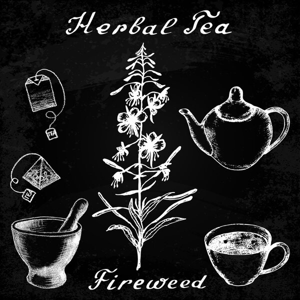 Cyprus angustifolia, Willow herb, Chamerion angustifolium, fireweed botanical illustration