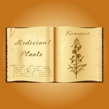 Fireweed. Botanical illustration. Medical plants. Book herbalist. Old open book clipart