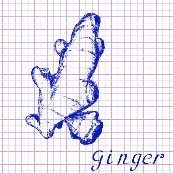 Ginger. Botanická kreslení na pozadí cvičebnice — Stockový vektor