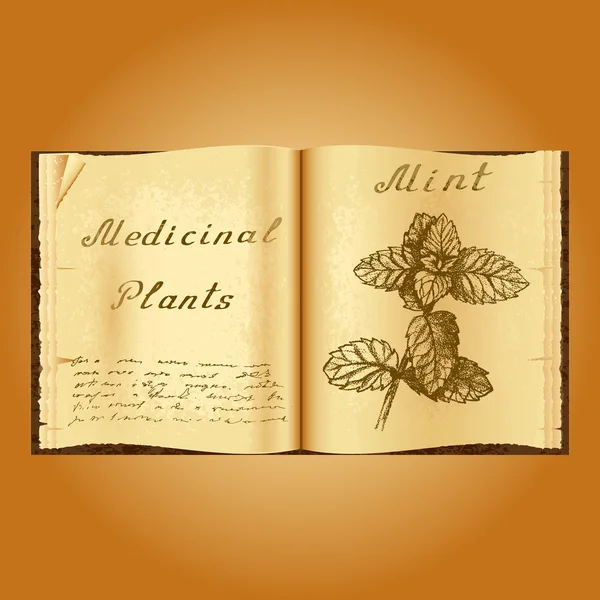 ジンジャー 植物のイラスト 薬用植物 本漢方医 古い本を開く ストックベクター C Julia Faranchuk