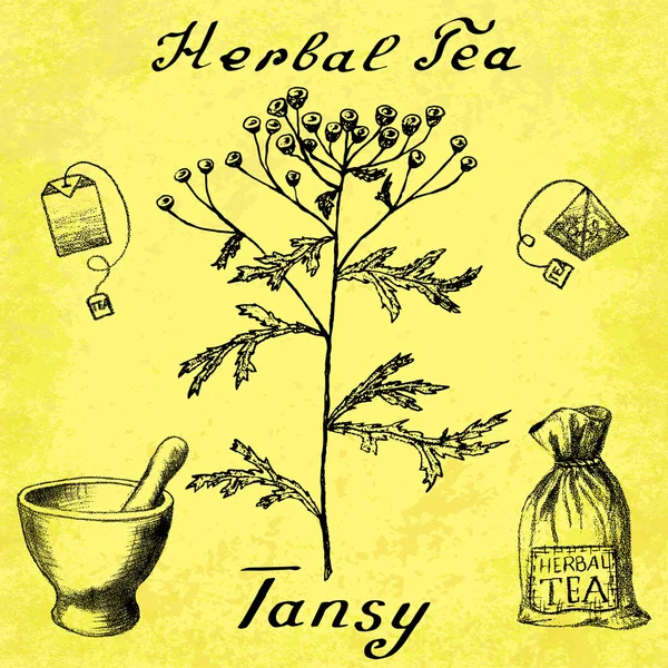 Tansy ilustração botânica —  Vetores de Stock