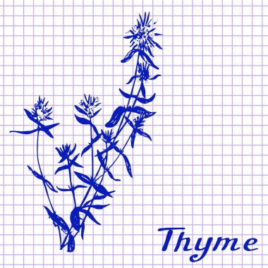 Kekik. Alıştırma kitabı arka plan üzerinde çizim botanik