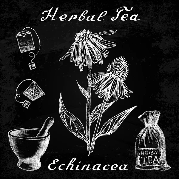 Botanische Illustration von Echinacea — Stockvektor