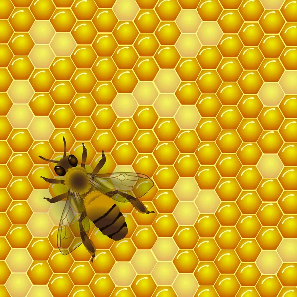 Vector bee en honingraten textuur achtergrond. — Stockvector