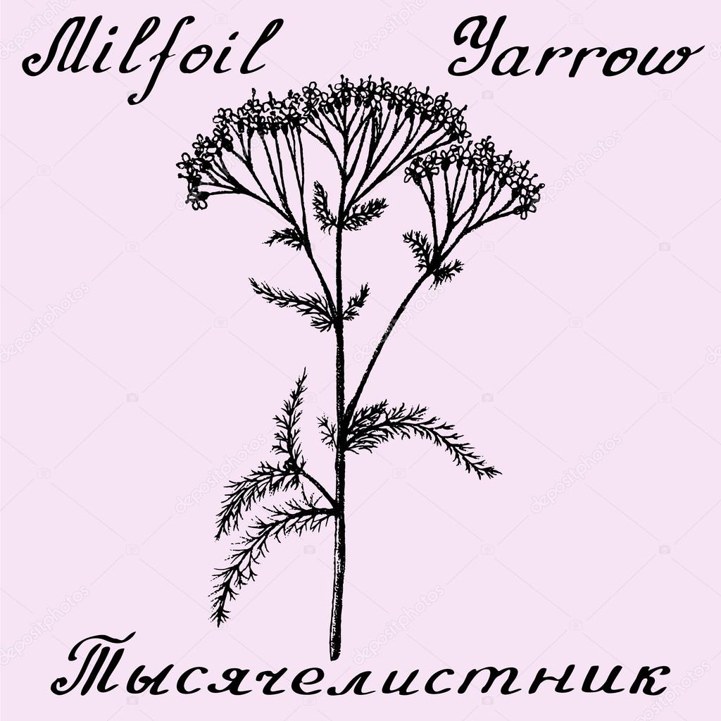 Yarrow Achillea millefolium hand drawn sketch botanical illustration