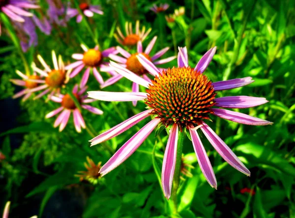 Echinacea Purpurea Maxima in a garden. Young flowers, blooming begins, summer day. — Stock Photo, Image