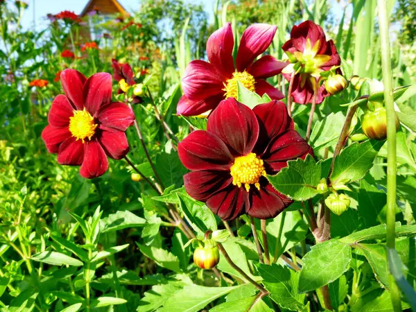 Blossom of Dahlia in summer garden. Dahlia flowers full bloom in the garden. — Stock Photo, Image