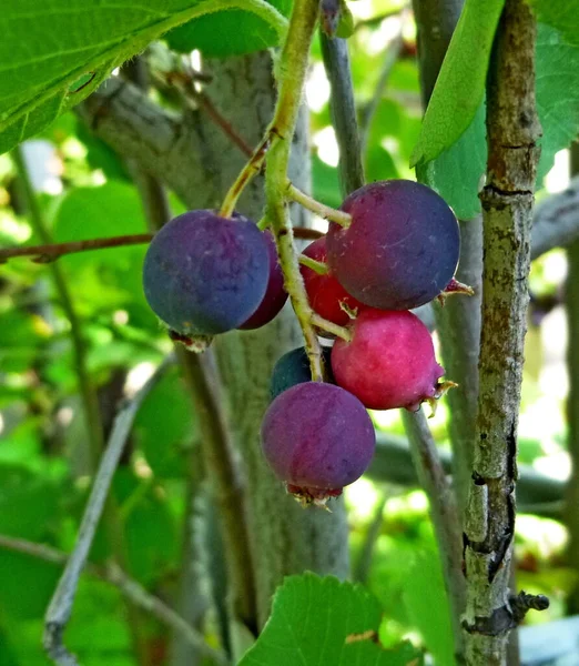 Branche de juneberry. Récolte de shadberry sur banc — Photo