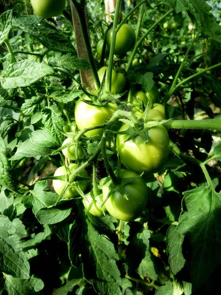 温室里灌木丛中的绿色小西红柿 — 图库照片