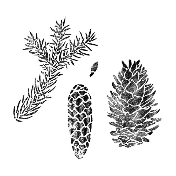 Elementos de abeto para design isolado em branco. Picea ramo, cone, semente. — Fotografia de Stock
