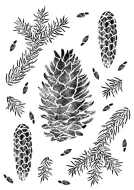 Beyaz üzerine yalıtılmış ladin posteri. Picea dalı, koni, tohum.