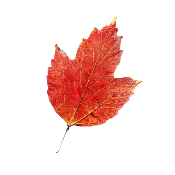 Autumn leave isolated on white. One type of plant. — Stock Photo, Image