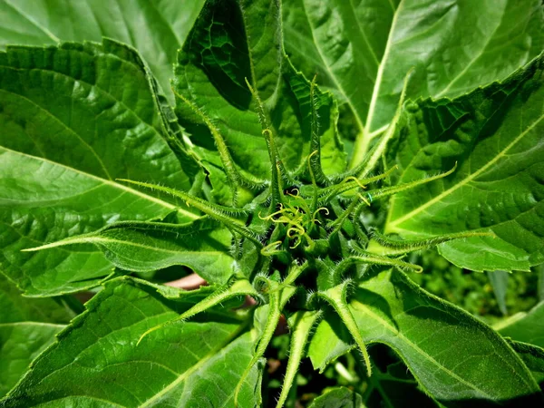 Close-up of sunflower bud. Botanical green background. — Foto de Stock