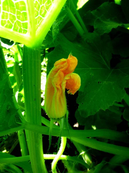 Zucchini flowers on a bush in a greenhouse — Stock Photo, Image