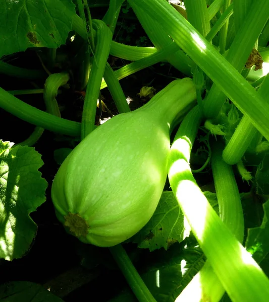 Zucchini flowers on a bush in a greenhouse — 图库照片