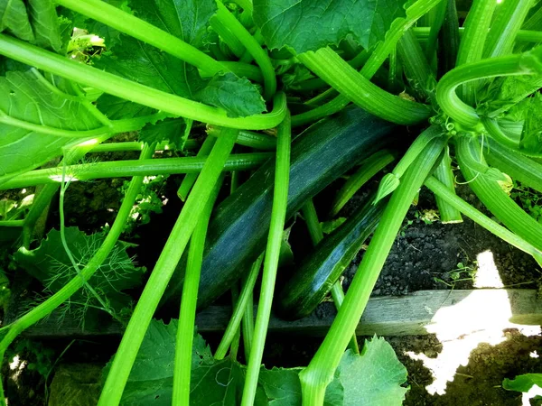 Zucchini flowers on a bush in a greenhouse — Foto de Stock