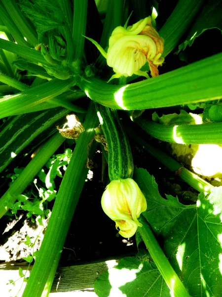 Zucchini flowers on a bush in a greenhouse — Fotografia de Stock