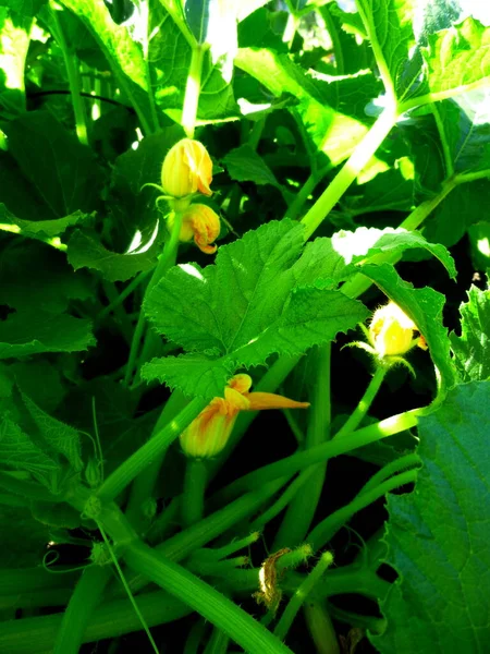 Zucchini flowers on a bush in a greenhouse — Stock Photo, Image