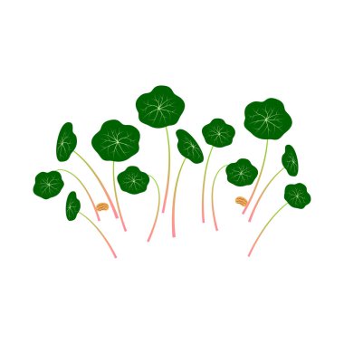 Micro greens Nasturtium. Bunch of plants. White