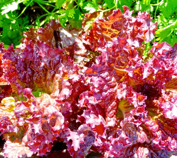 Folhas de alface frescas, de perto. Planta de salada de alface, folhas de legumes. Alimentação biológica, agricultura. — Fotografia de Stock