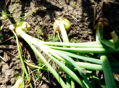 Sebze bahçesinde olgun soğan tarlası, hasat için hazır.