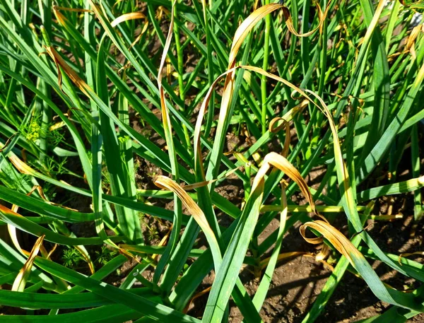 Uprawa plantacji czosnku w ogrodzie warzywnym — Zdjęcie stockowe