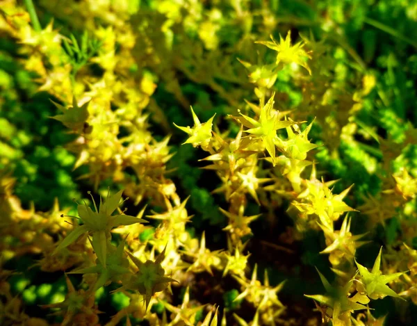 Sedum acre. Close-up van gele grondbedekkingsbloemen — Stockfoto