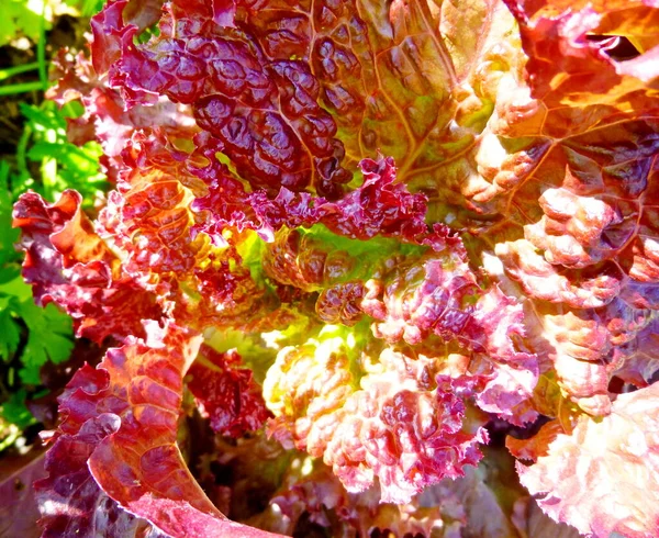 Frische Salatblätter aus nächster Nähe. Salatpflanze, Gemüseblätter. Biolebensmittel, Landwirtschaft. — Stockfoto