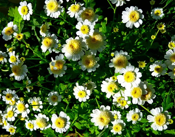 Tanacetum parthenium, matricaria, planta y flor. —  Fotos de Stock