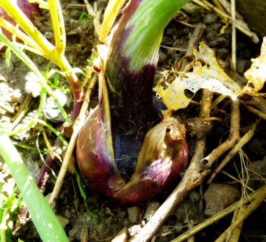 Sebze bahçesindeki olgun kırmızı soğan çiftliği hasat için hazır.