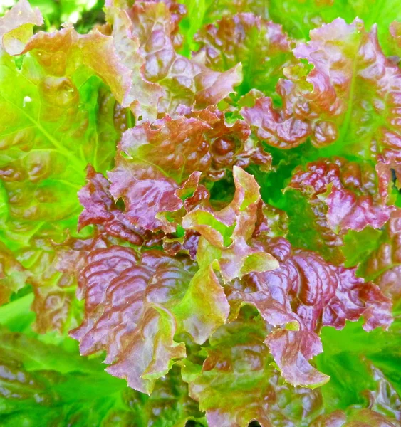 Hojas de lechuga fresca, de cerca. Ensalada de lechuga, hojas vegetales. Alimentación ecológica, agricultura. — Foto de Stock